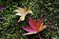 茨城・花貫渓谷紅葉６