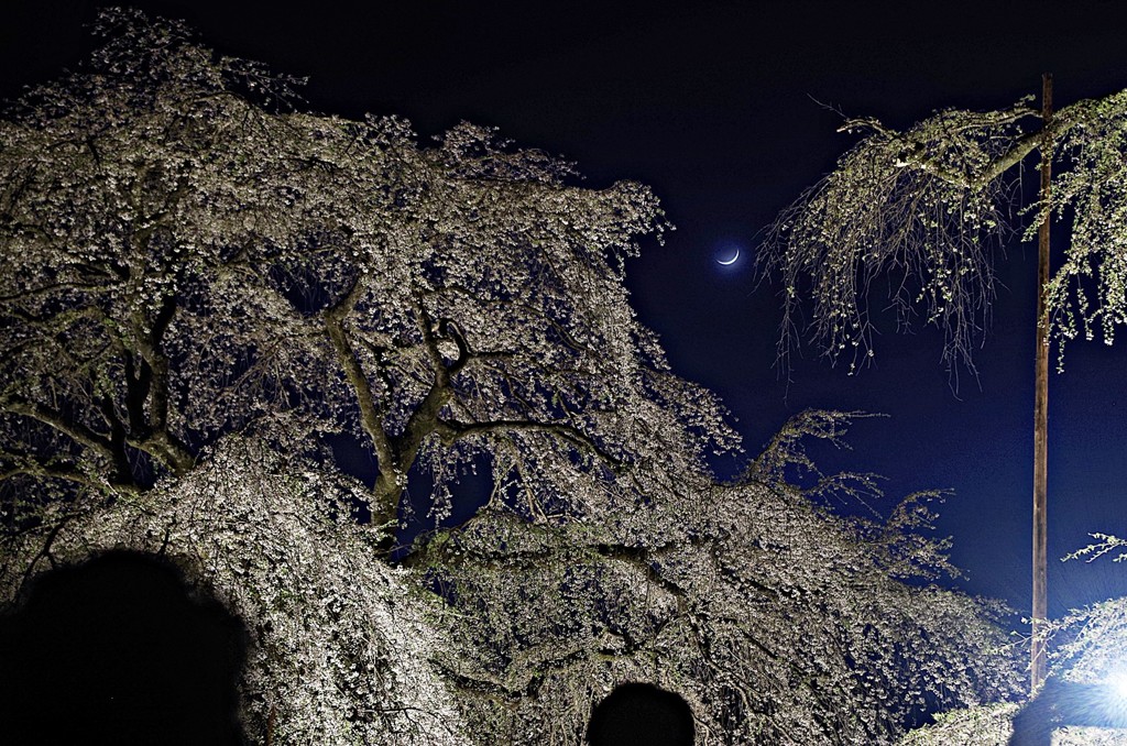 清雲寺・しだれ桜６