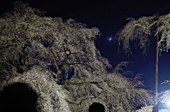 清雲寺・しだれ桜６
