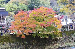 茨城・袋田の滝紅葉７