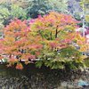 茨城・袋田の滝紅葉７