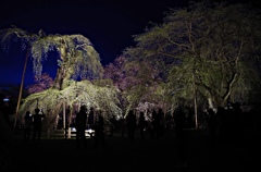 清雲寺・しだれ桜４