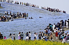 ひたち海浜公園・ネモフェラ２