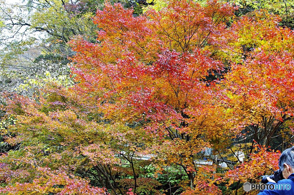 茨城・花貫渓谷紅葉１