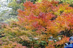 茨城・花貫渓谷紅葉１