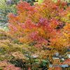茨城・花貫渓谷紅葉１