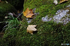 茨城・花貫渓谷紅葉８