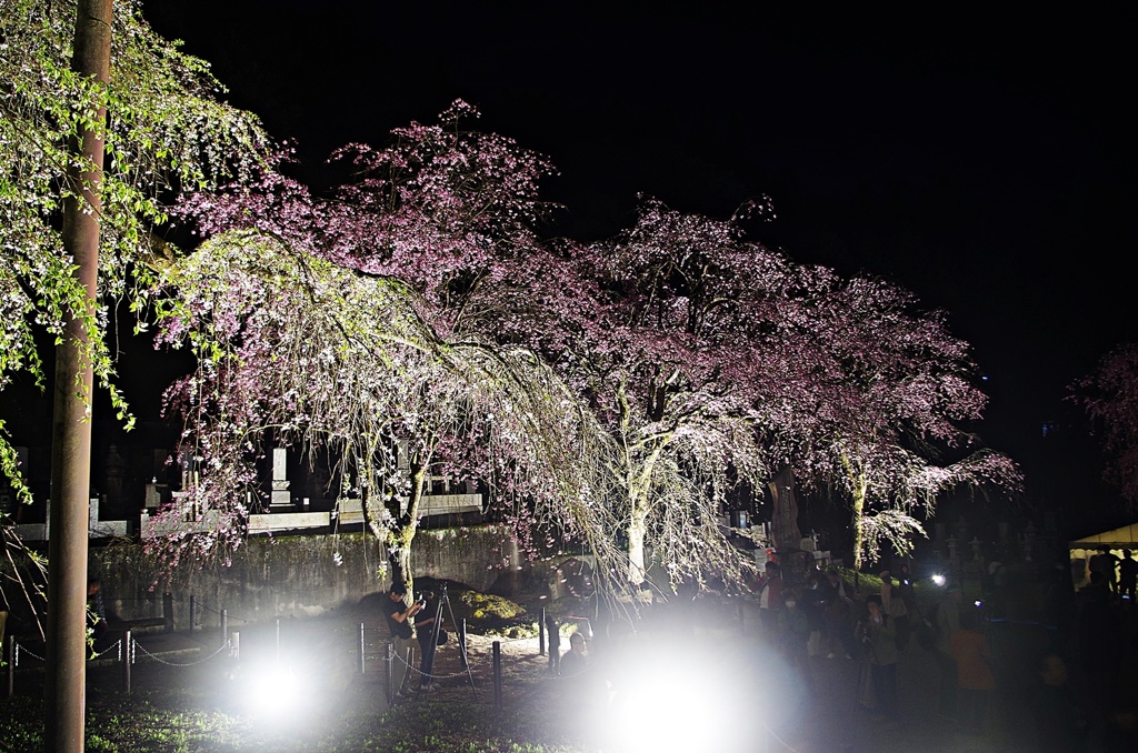 清雲寺・しだれ桜８