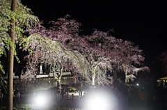 清雲寺・しだれ桜８