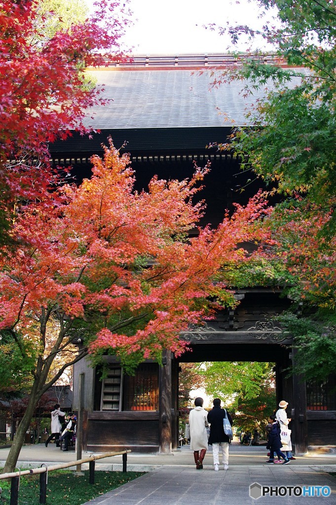 九品仏浄真寺の紅葉５