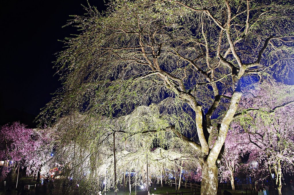 清雲寺・しだれ桜７