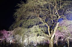 清雲寺・しだれ桜７