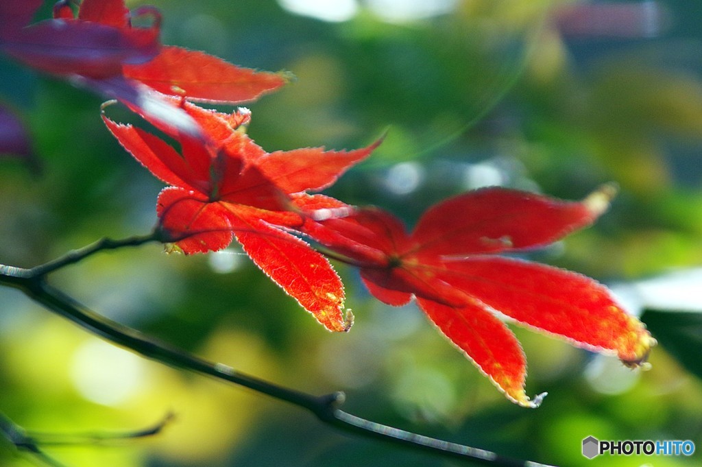 九品仏浄真寺の紅葉６