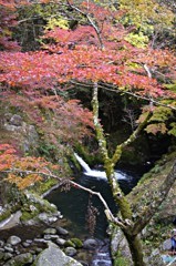 茨城・花貫渓谷紅葉３