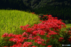 彼岸花12