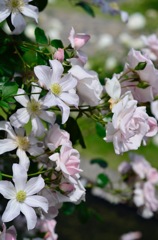 薔薇とクレマチス