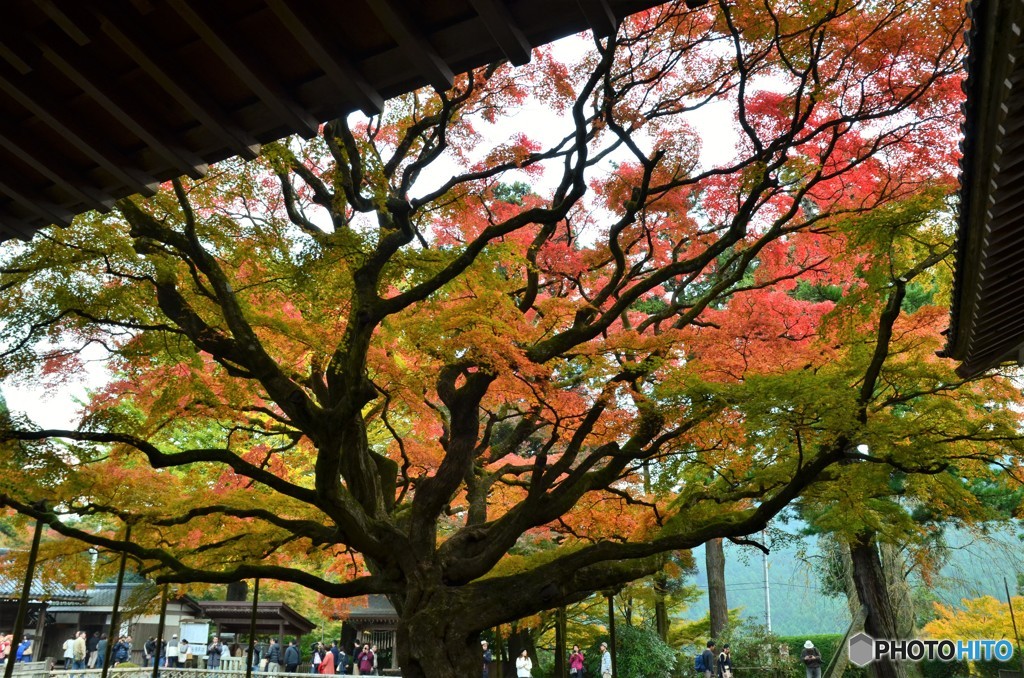 千如寺の紅葉③