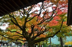 千如寺の紅葉③