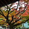 千如寺の紅葉③