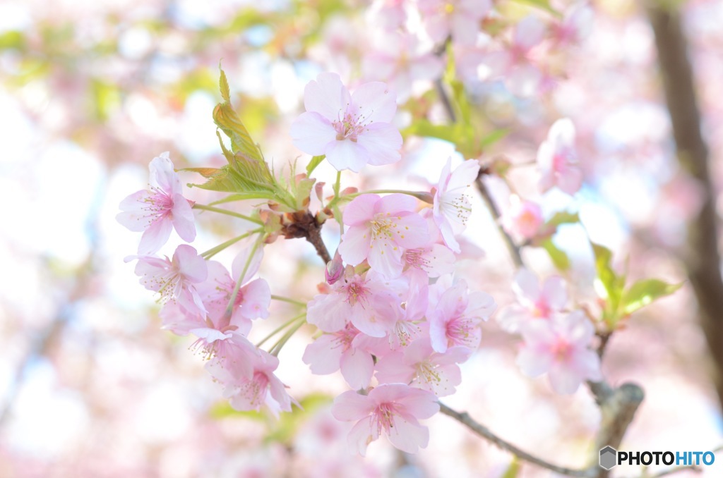 喜桜公園　河津桜
