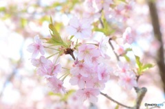 喜桜公園　河津桜