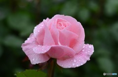 石橋文化センター　薔薇フェア