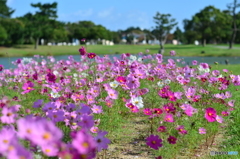 海の中道海浜公園4