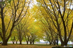 広川太原のイチョウ⑧