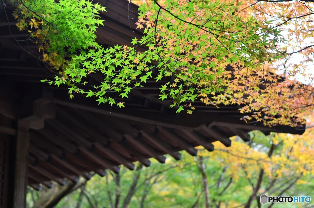 千如寺の紅葉⑨