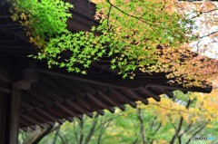 千如寺の紅葉⑨