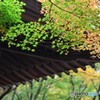 千如寺の紅葉⑨