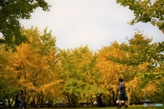 広川太原のイチョウ①