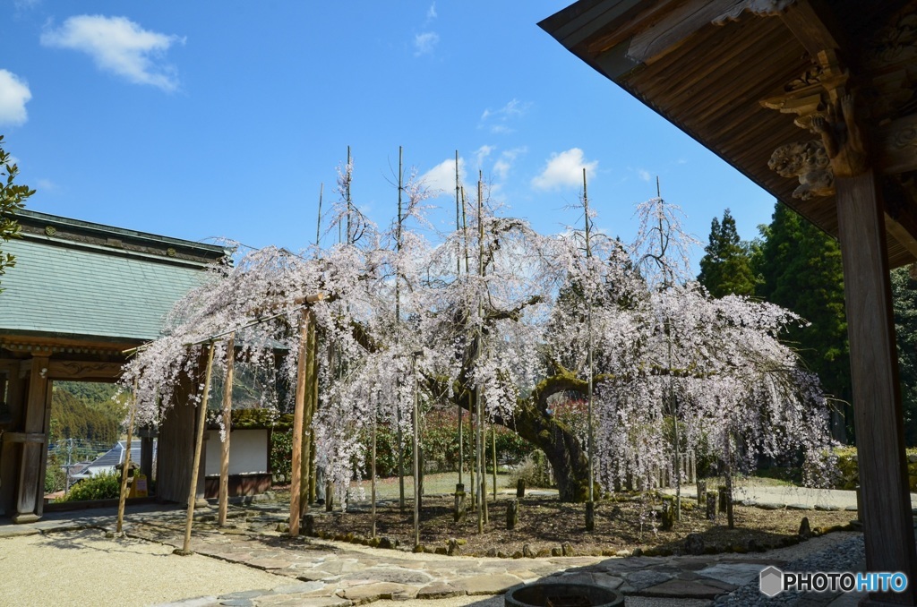 枝垂れ桜　黒木町　光善寺