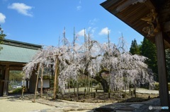 枝垂れ桜　黒木町　光善寺