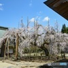 枝垂れ桜　黒木町　光善寺
