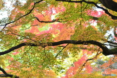 千如寺の紅葉⑥