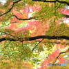 千如寺の紅葉⑥