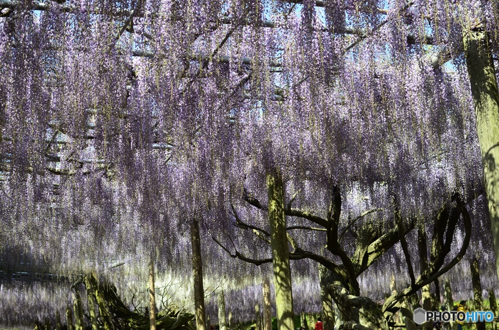 河内藤園