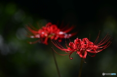 彼岸花9