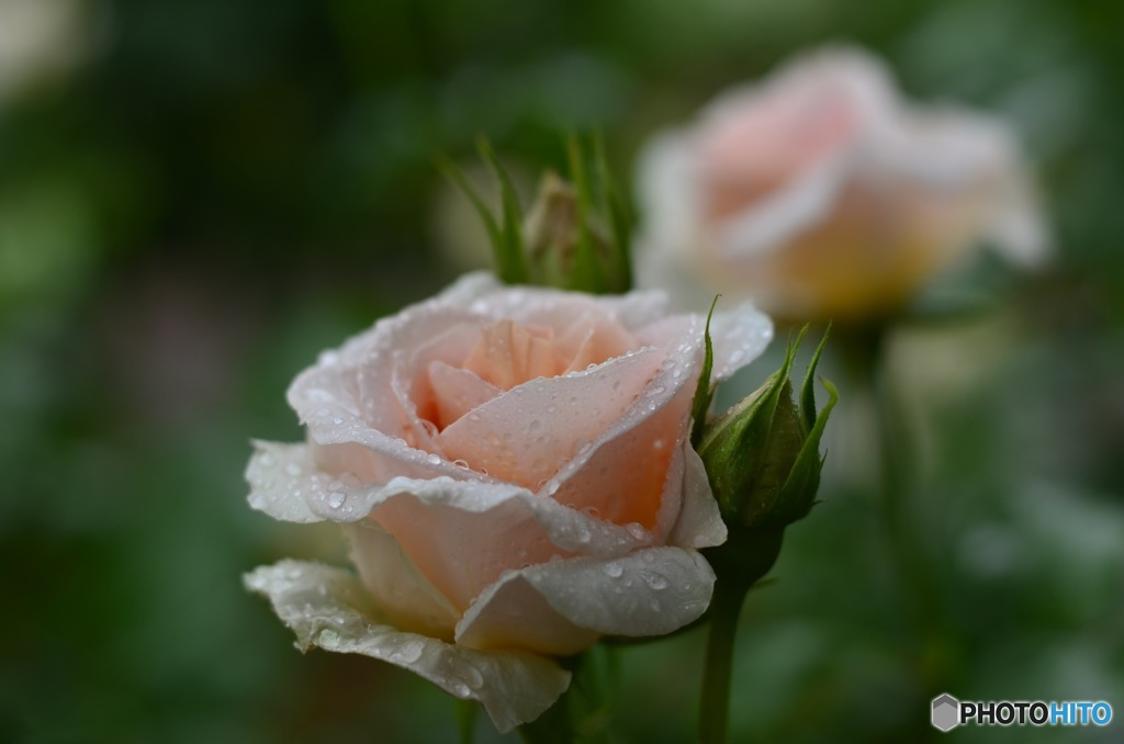 石橋文化センター　薔薇フェア