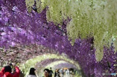 河内藤園