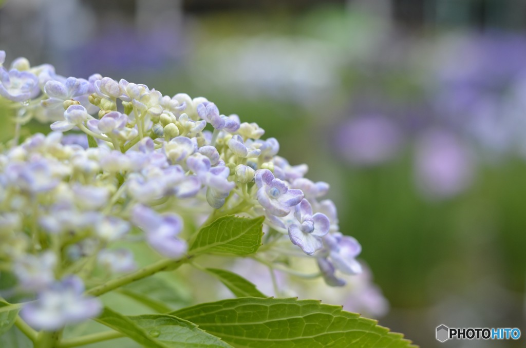 紫陽花　太宰府天満宮