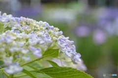 紫陽花　太宰府天満宮