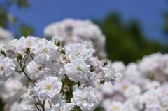 薔薇