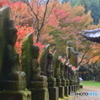 千如寺の紅葉⑦