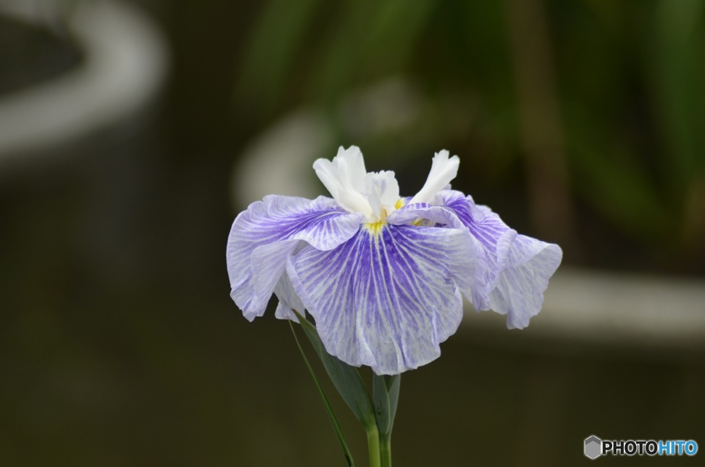 花菖蒲  太宰府天満宮