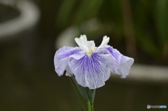 花菖蒲  太宰府天満宮