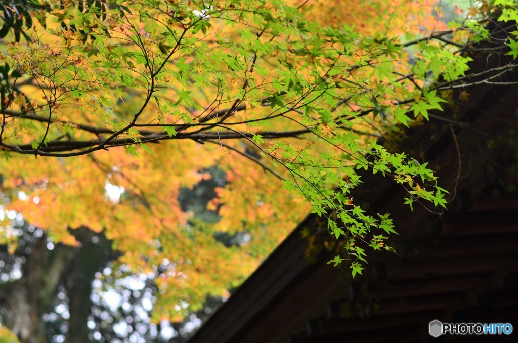 千如寺の紅葉⑩