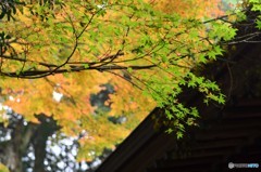 千如寺の紅葉⑩