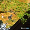 千如寺の紅葉⑩